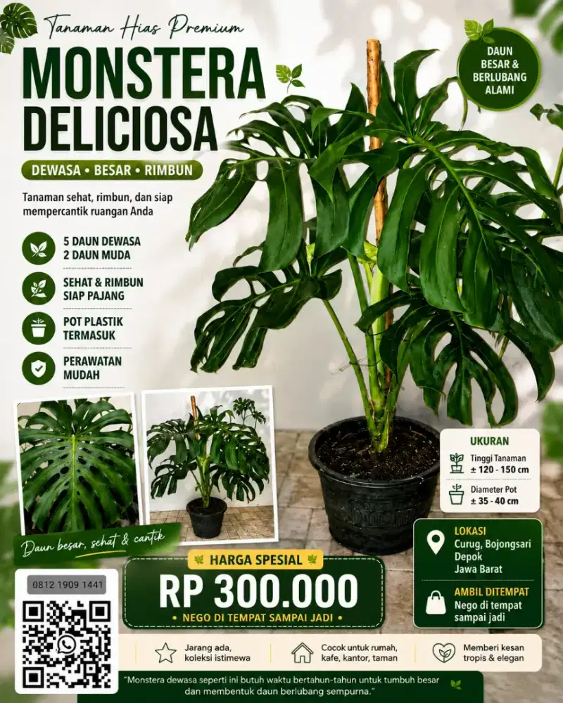 Jual Monstera Deliciosa Dewasa Besar