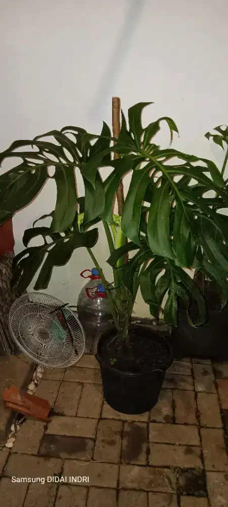 Jual Monstera Deliciosa Dewasa Besar