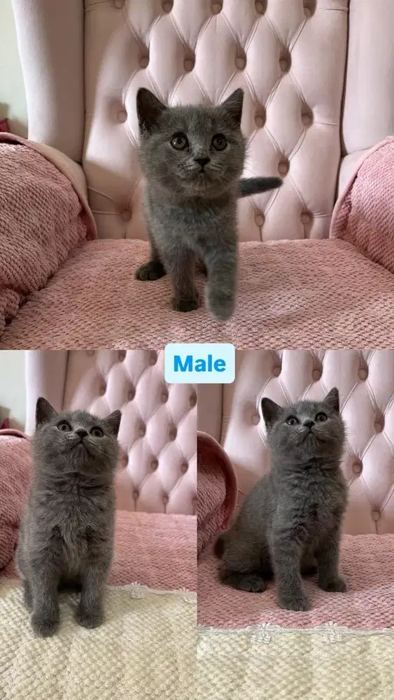 British Shorthair Kitten anak kucing british shorthair 3 months yo
