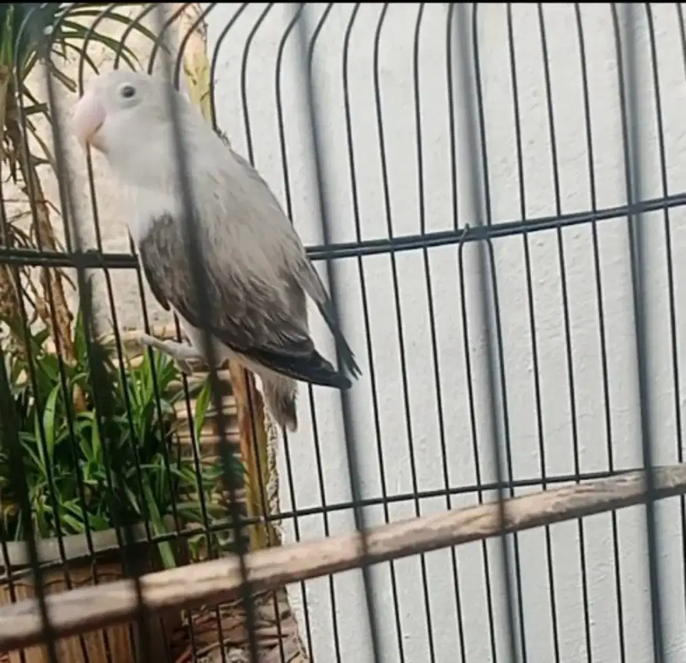lovebird betmen euwing aktif