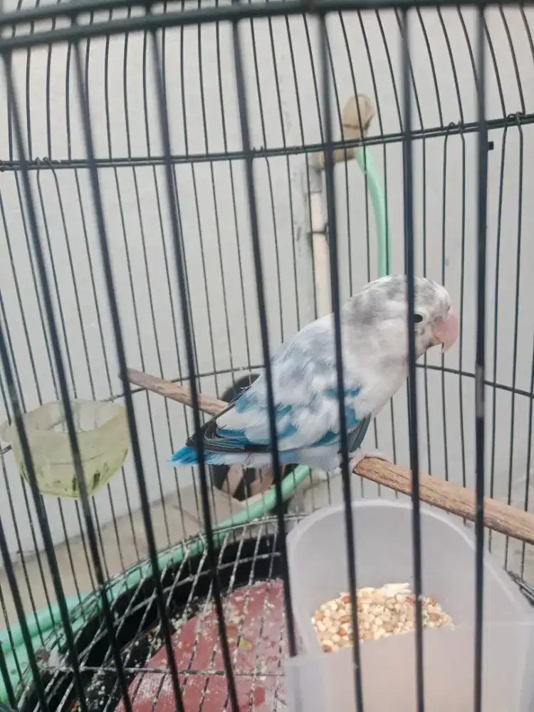 lovebird blorok mangsi