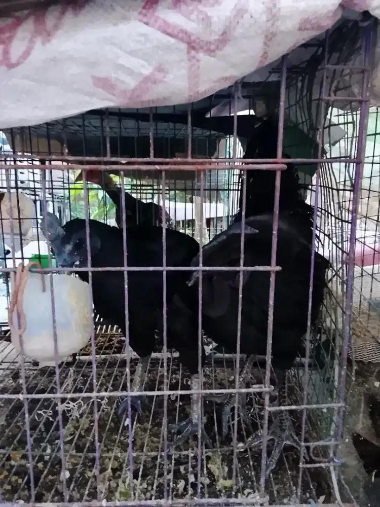 Jula ayam cemani sepsang