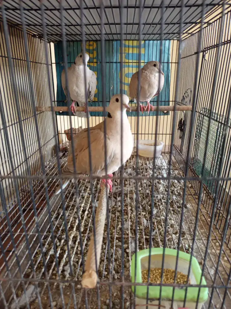Burung Puter lokal