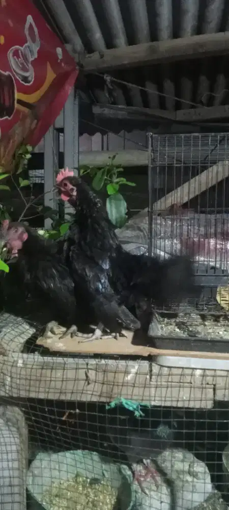 Kate jantan remaja full hitam
