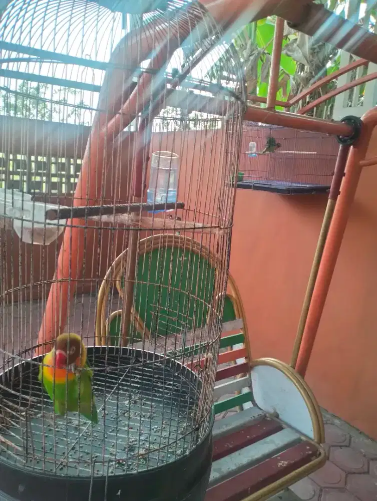 Jual 2 burung Lovebird gacor figter lomba