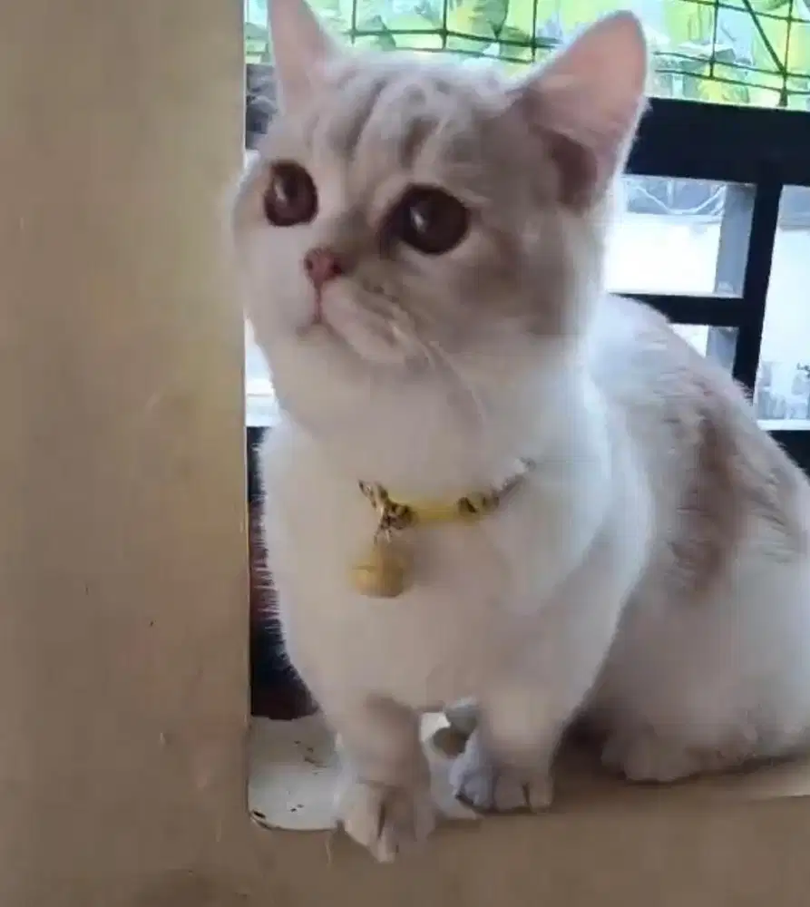 Kucing munchkin bsh british shorthair british short hait