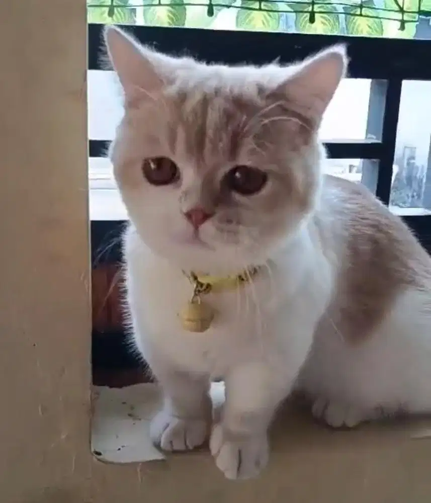 Kucing munchkin bsh british shorthair british short hair