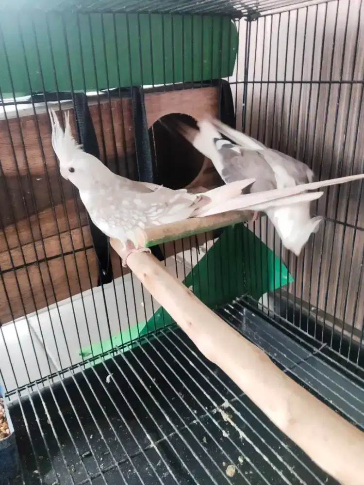 Sepasang burung parkit pak lg nelor tingal lanjutkan aj cocok buat ATM