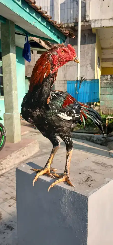 Ayam Bangkok Pakhoy