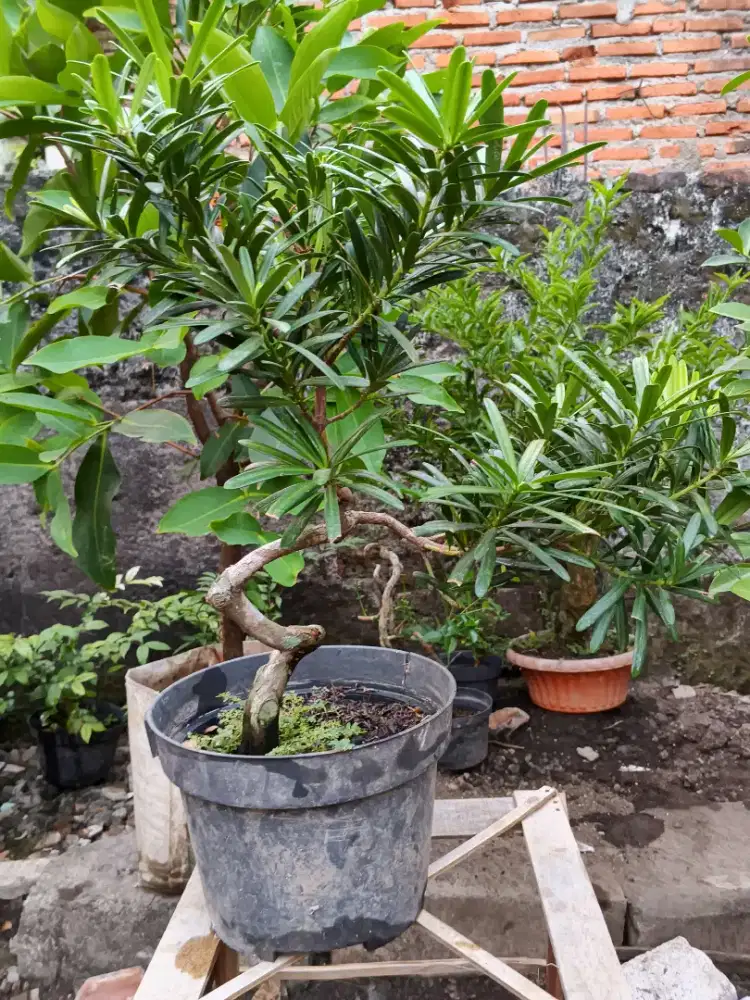 Bonsai LOHANSUNG