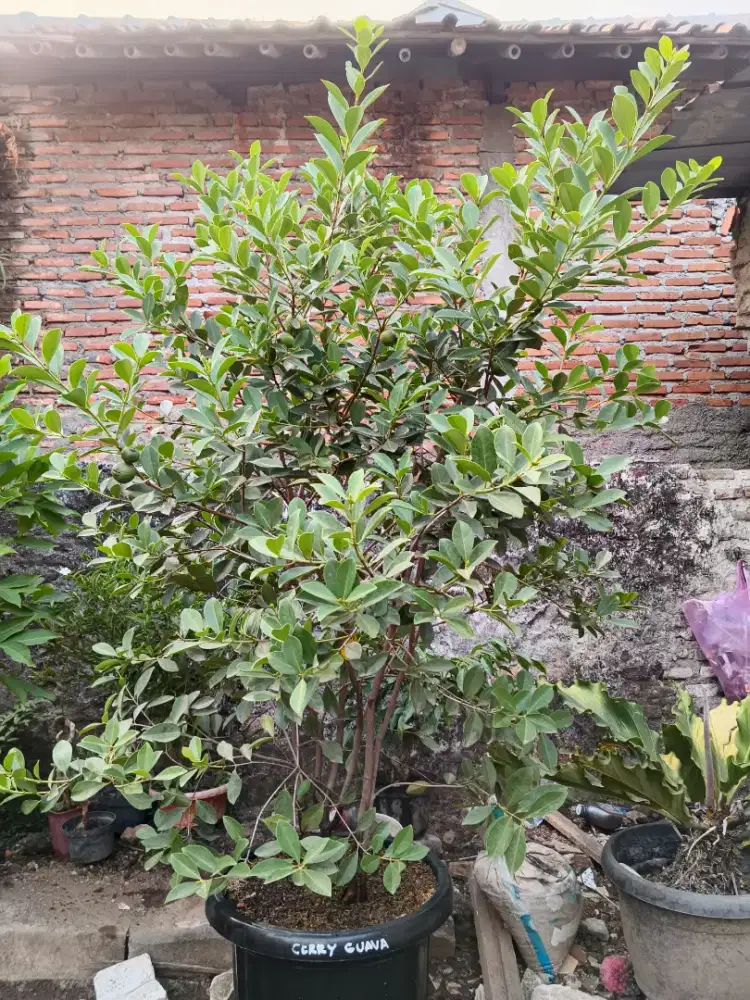 CHERRY GUAVA KUNING