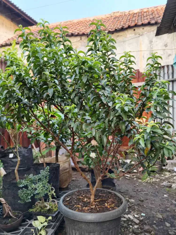 Jambu KRIKIL jambi kecil sedunia