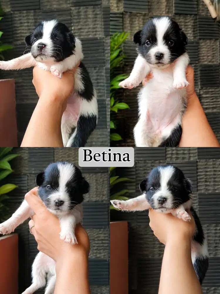 JUAL BORDER COLLIE