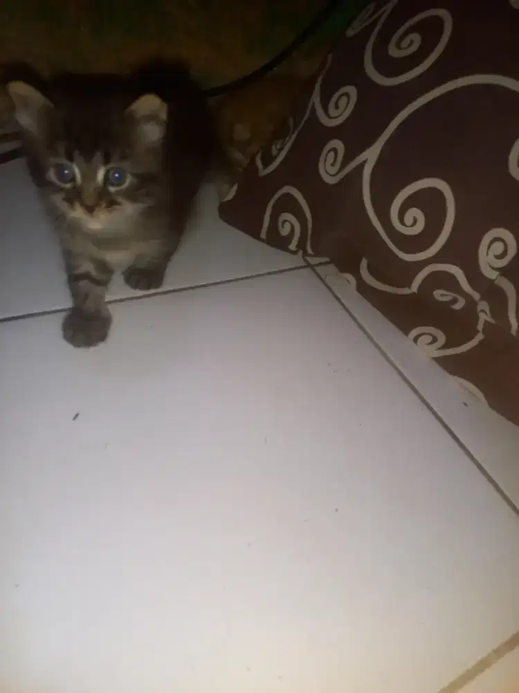 Kitten bogel 1 bln.an