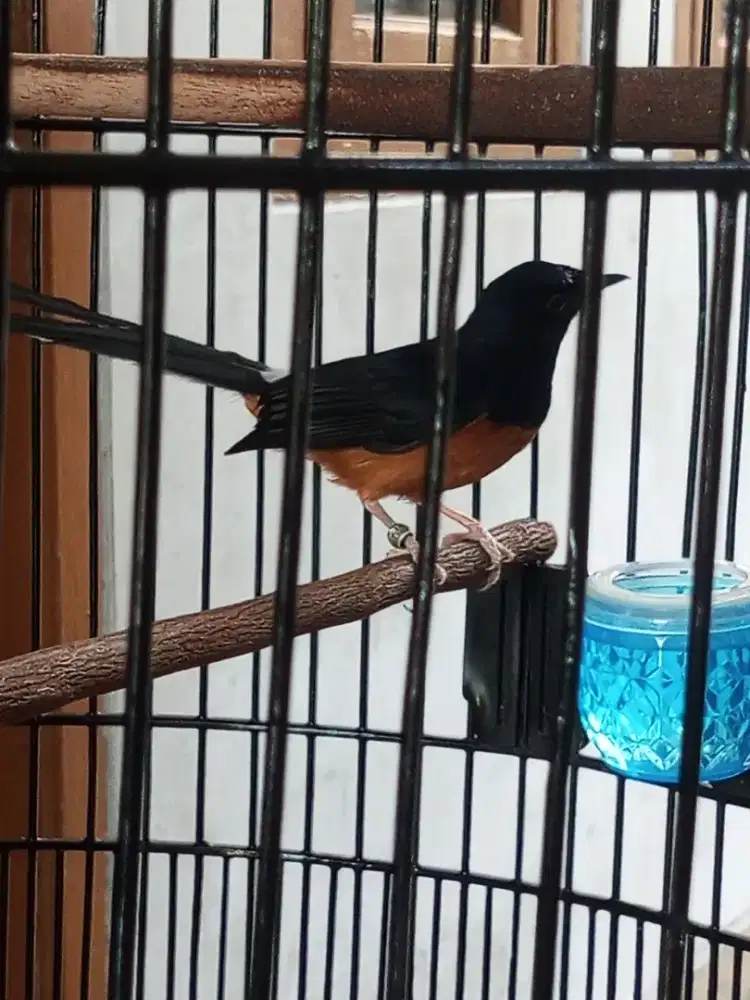 Jual murai Batu fullset,ekor 19,cm,mabung 2xRawat Dari pastol.