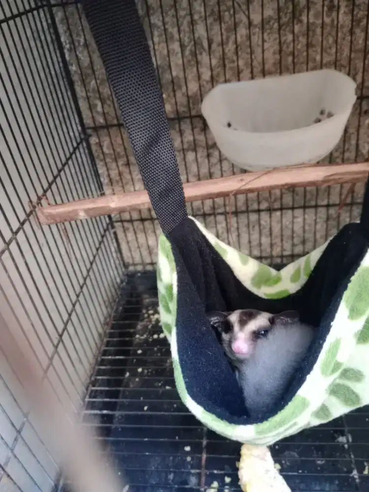 Sugar glider CG anakan/joey sepasang fullset