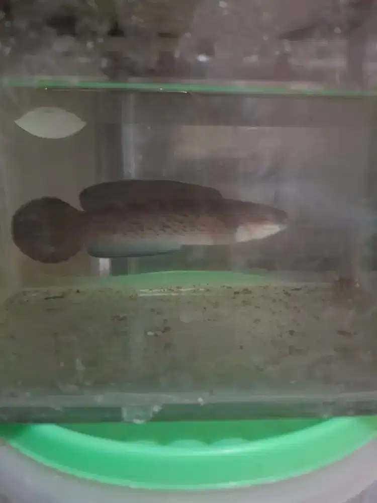 Ikan chana stewarti size 15cm