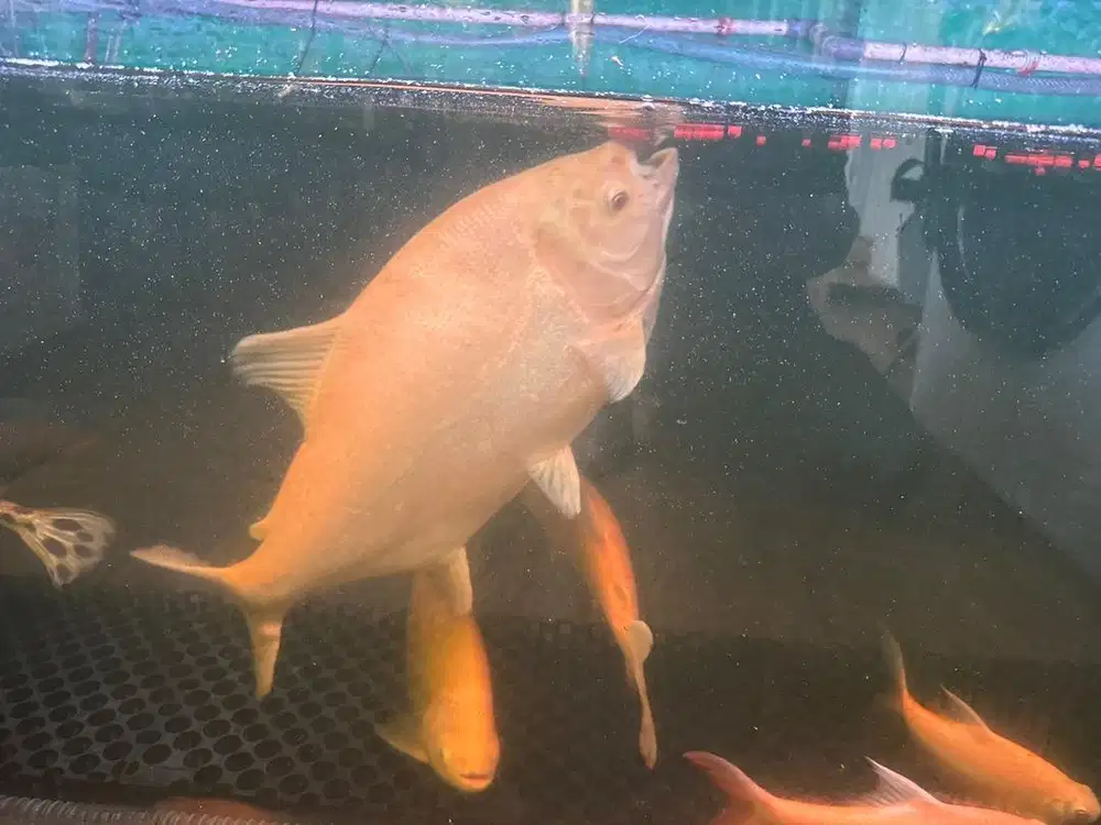 Ikan pancu al bino jumbo size 50 up