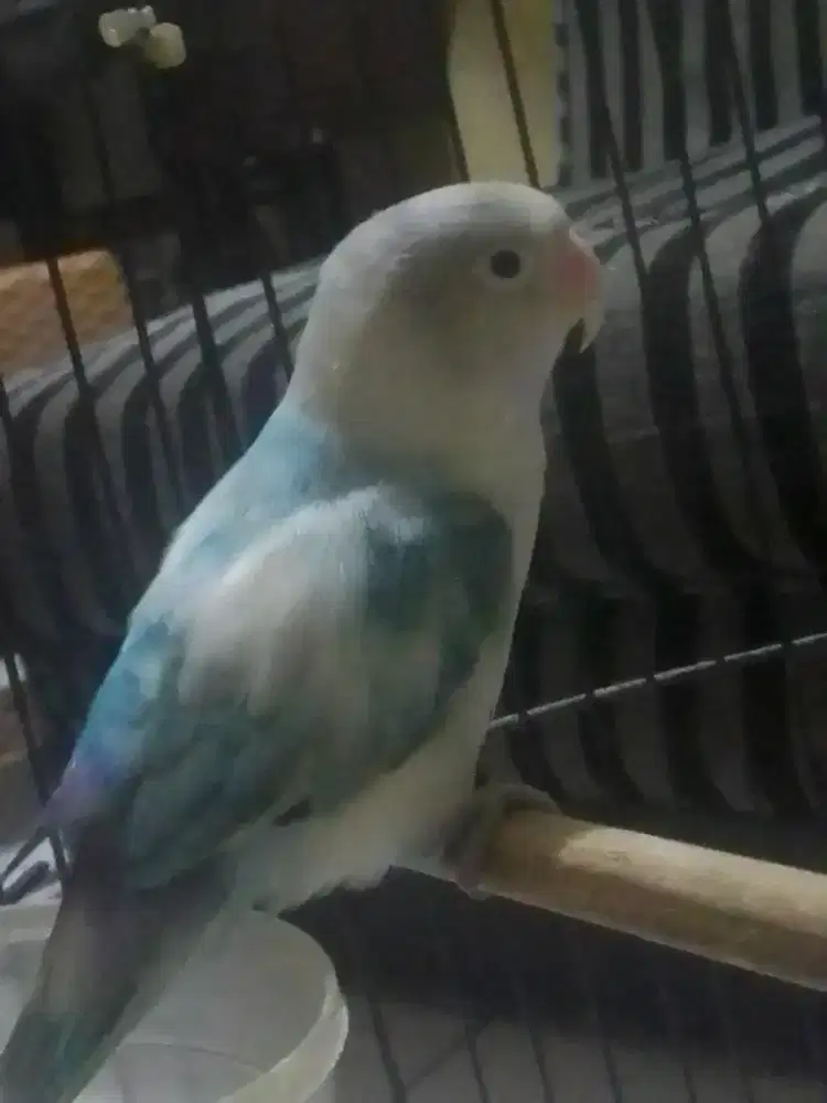 LOVEBIRD WARNA CANTIK 500 BURJA BET COCOK UNTUK TERNAK DAN AVIARI