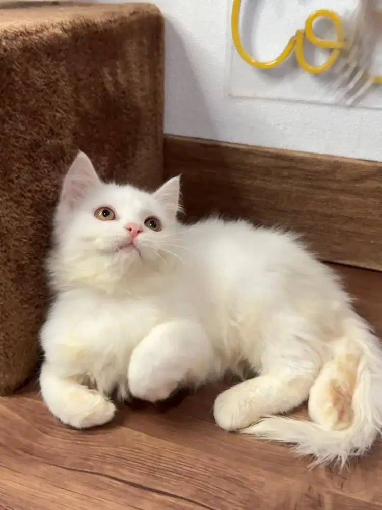 Kitten Kucing Persia