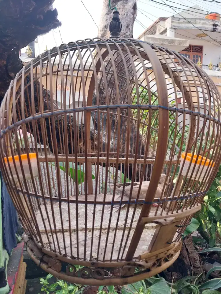 Burung Puter Pelung Anakan