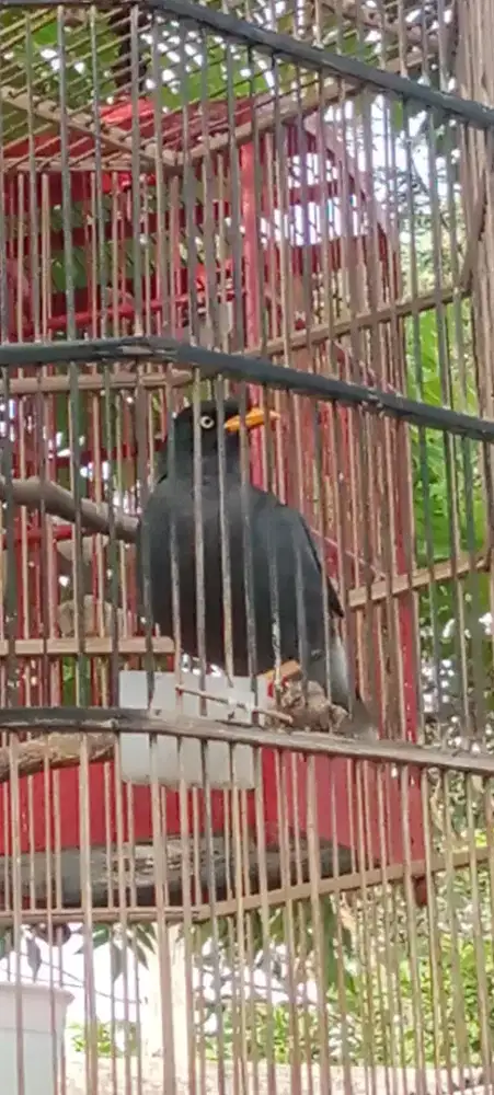 Burung jalak kebo