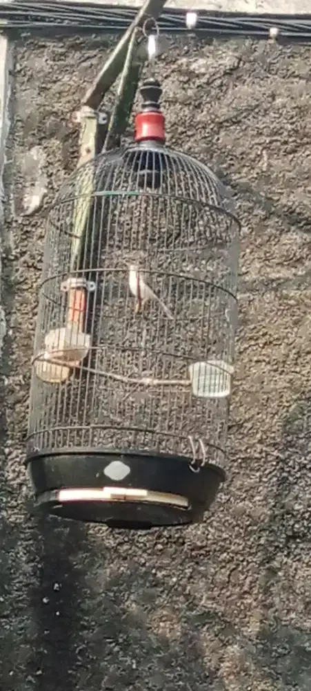 Burung ciblek sawah ( ciwah)