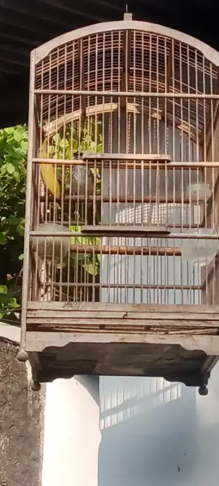 Burung trotokan jatim
