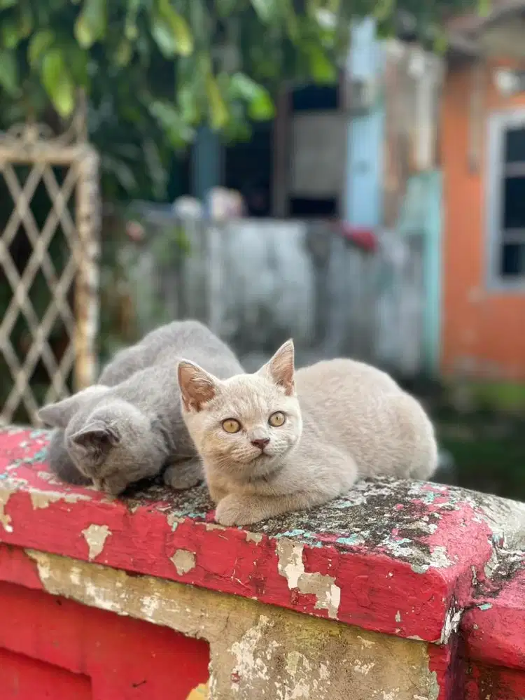 British shorthair Lilac