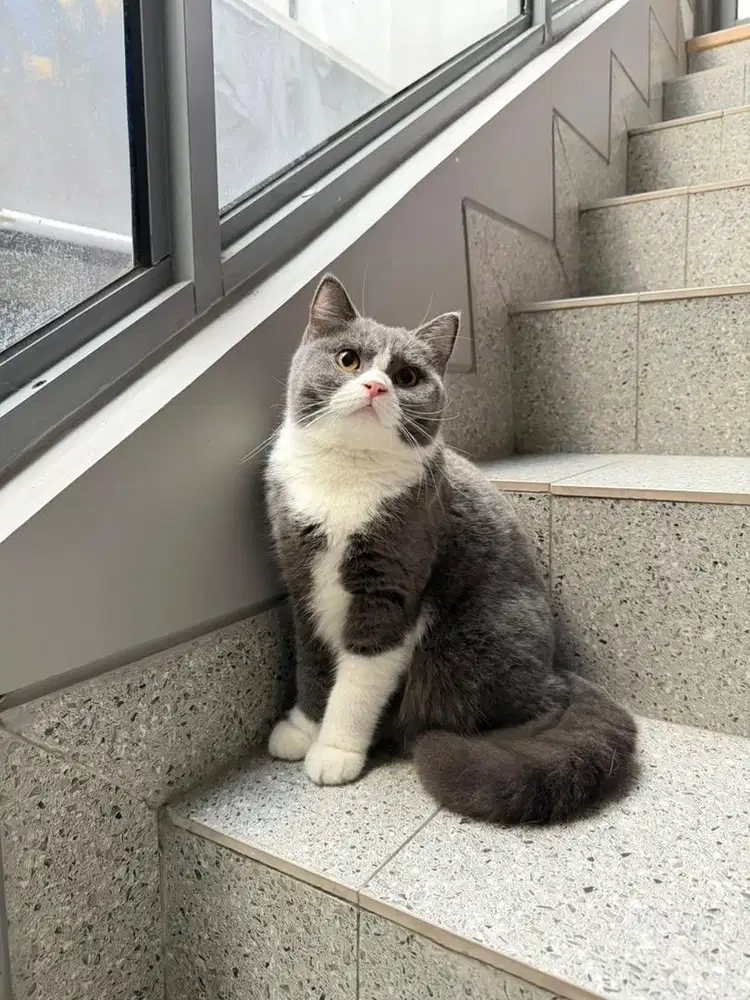 Kucing british short hair bsh murah