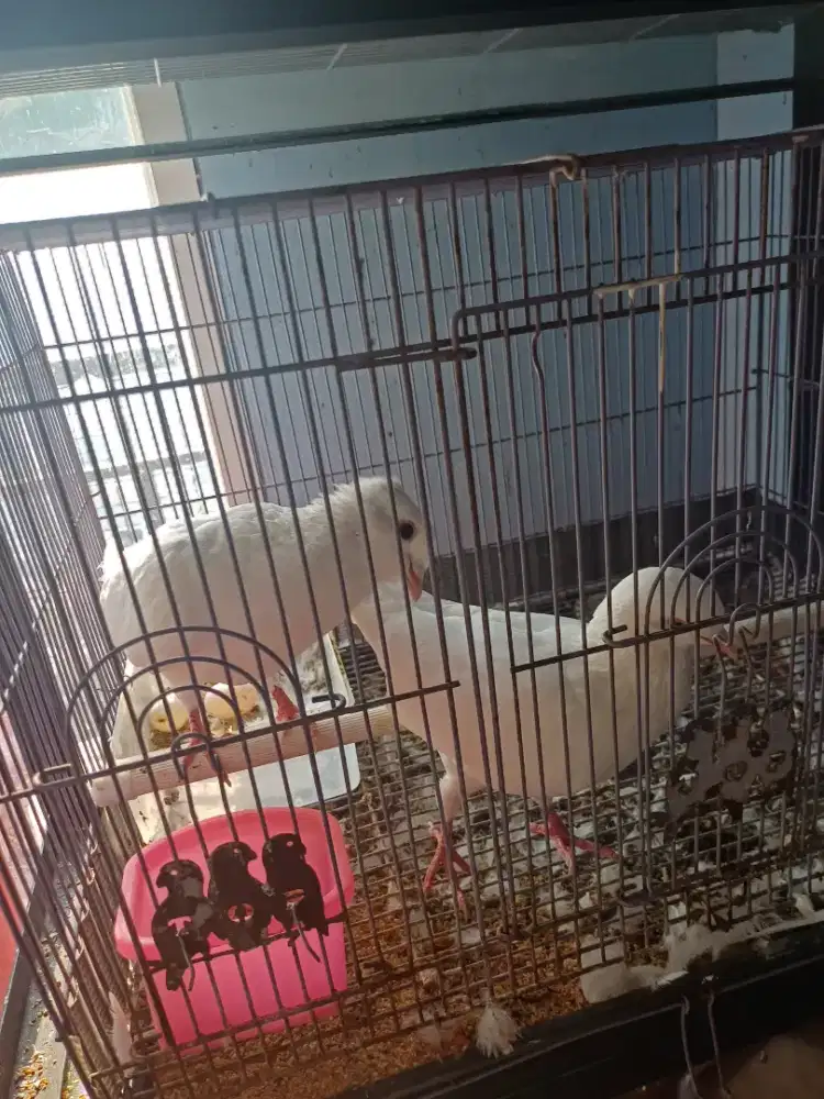 Kandang bonus burung
