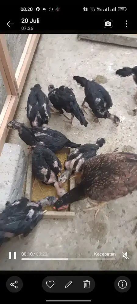 Anak ayam Bangkok