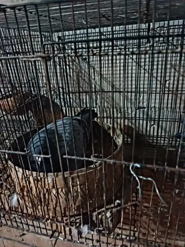 Merpati pos dewasa sepasang lepasan cirebon