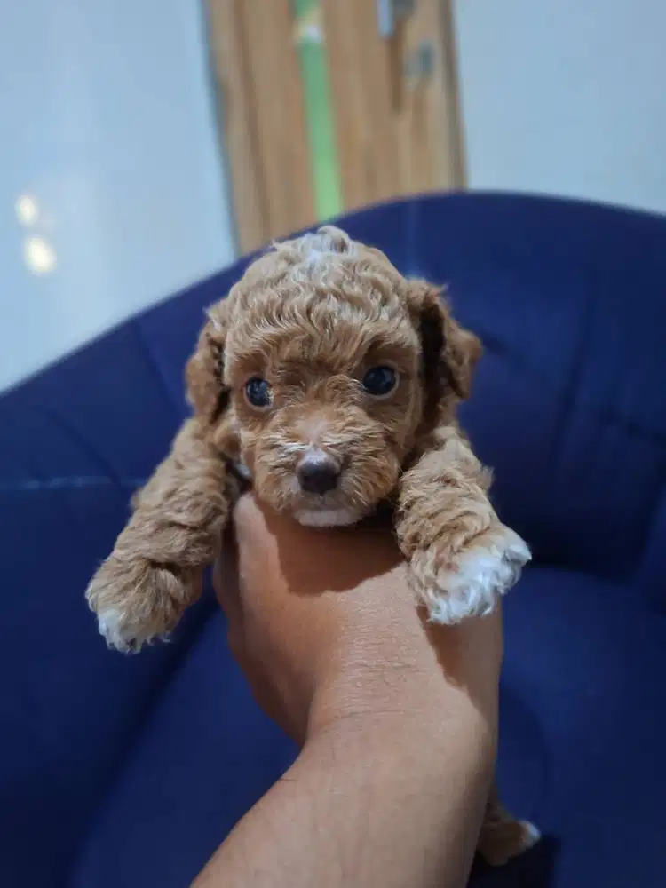 Jual anjing poodle usia 2 bln