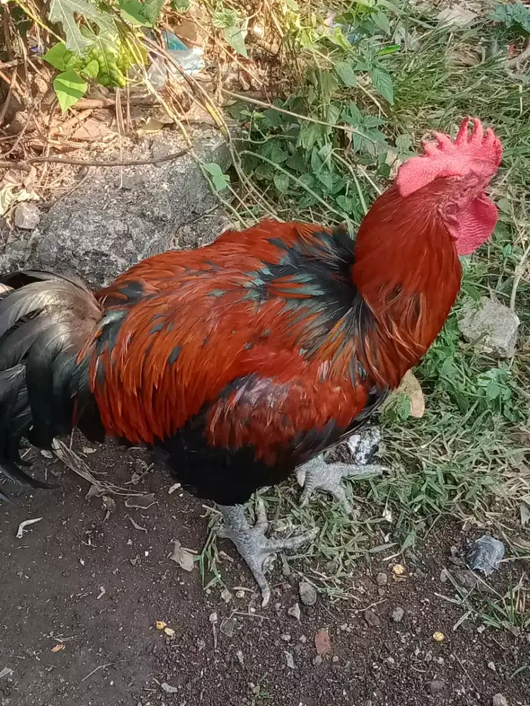 Ayam pelung asli sepasang