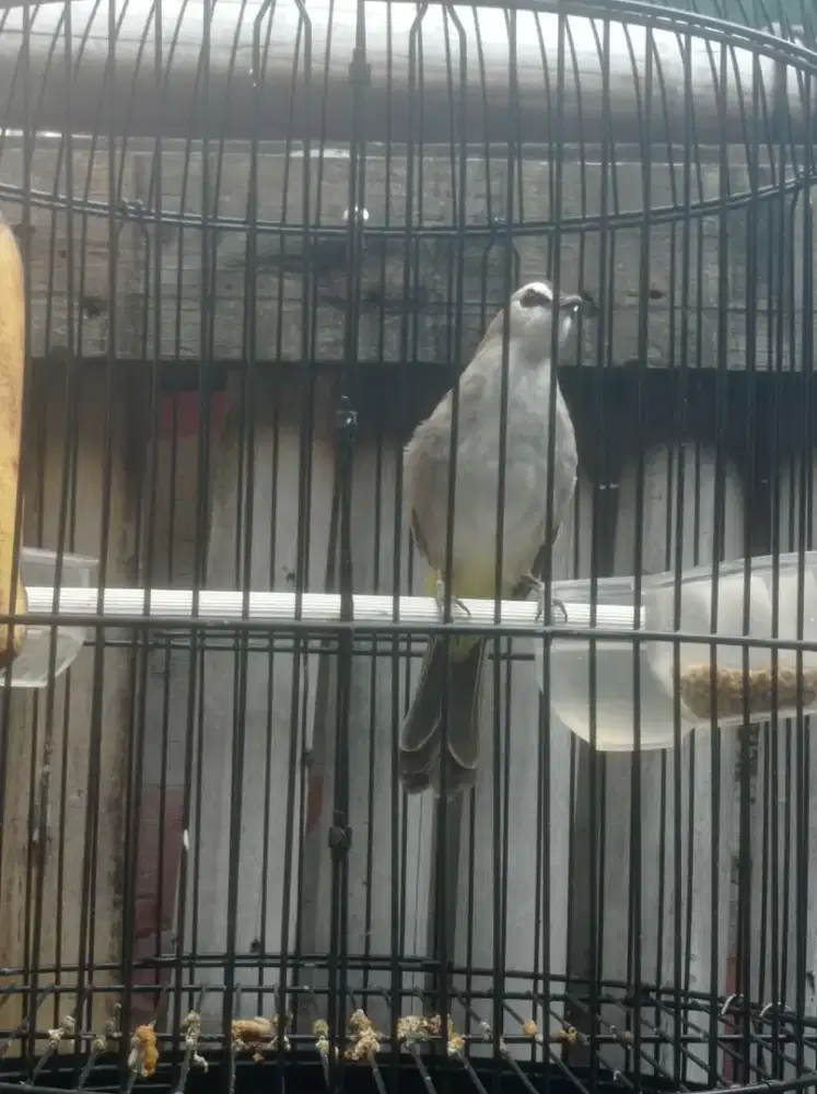Burung crukcukan