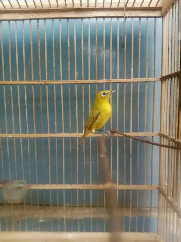 Pc lokal jalu ngiriwik