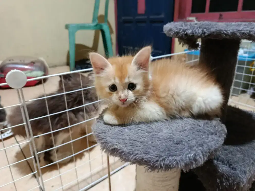 Anakan kucing persia flatnose usia 2 bulan jantan