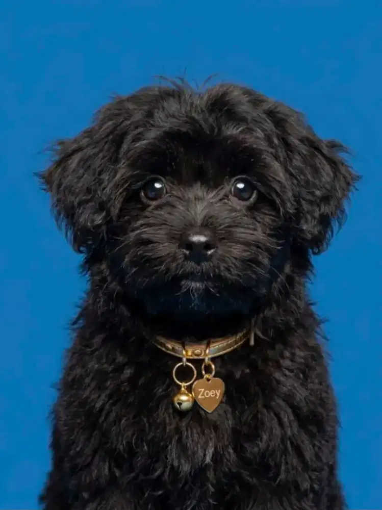Pompoo ( PomPoodle)
