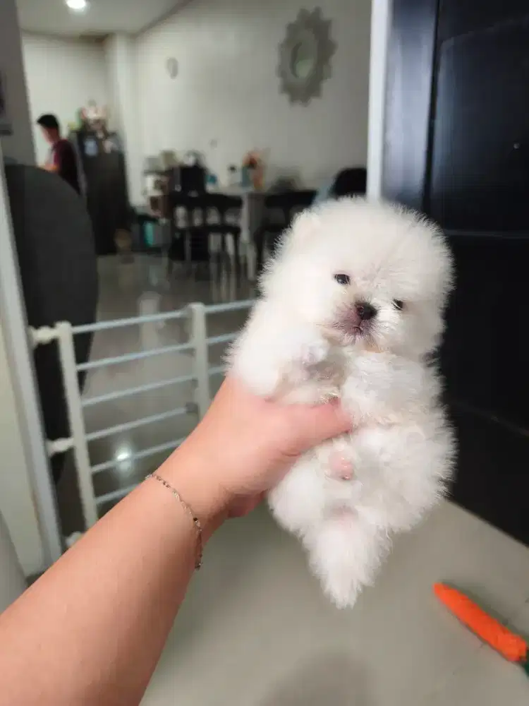 Superminipom Jantan