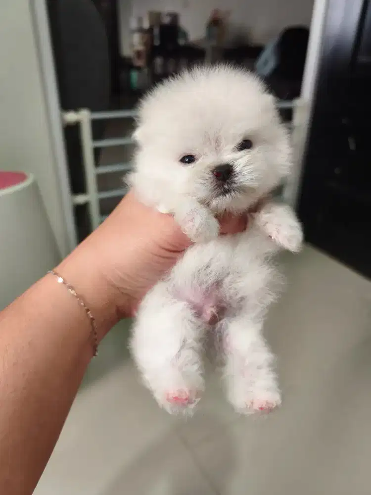 Superminipom Jantan
