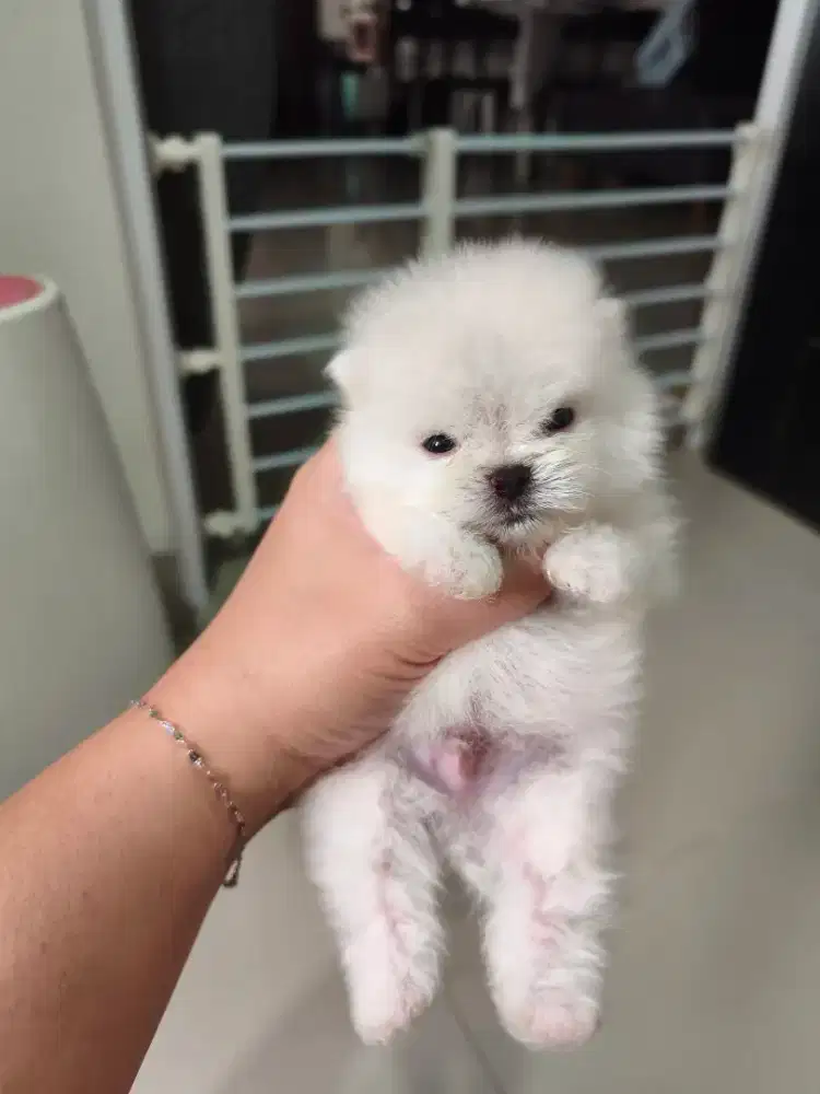 Superminipom Jantan