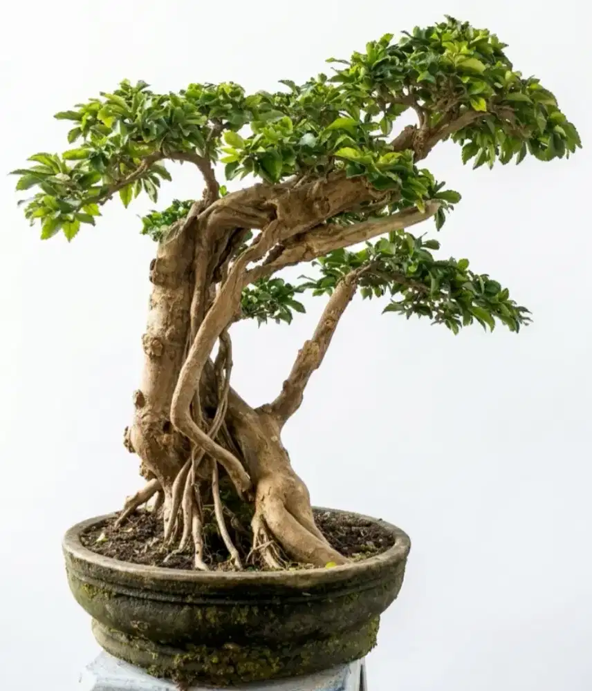 Bonsai teh tehan tua