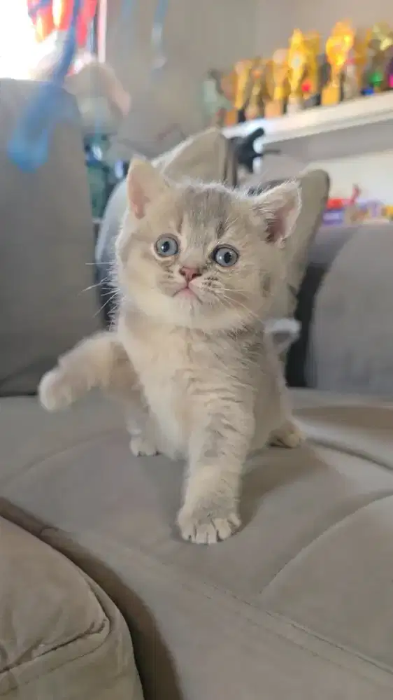 Kucing BSH Scottish Fold Murmer