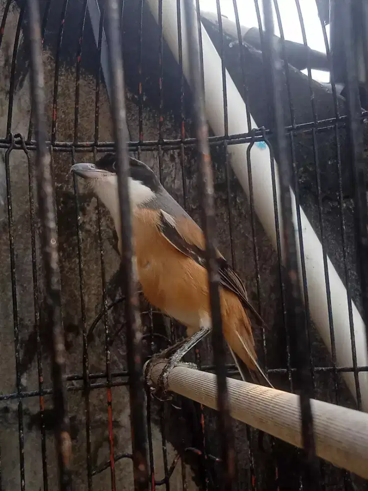 Pentet Pastol Jantan Rajin