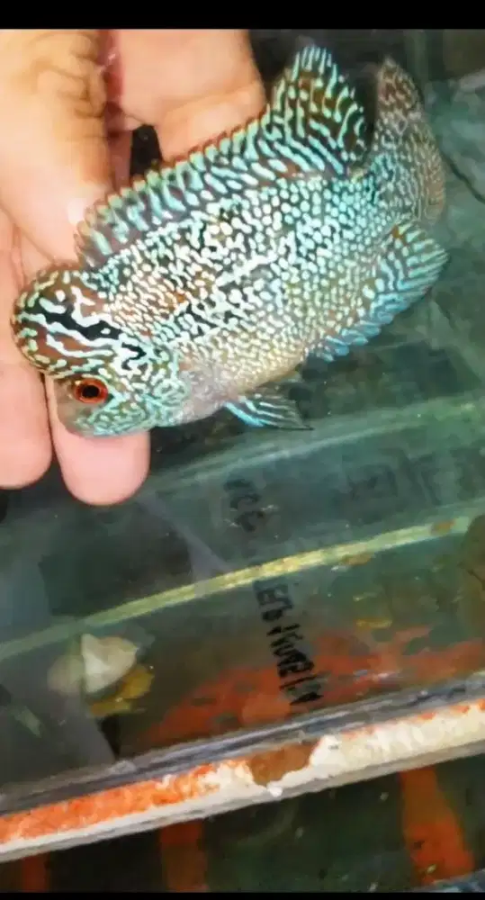 Louhan cencu full crosshead
