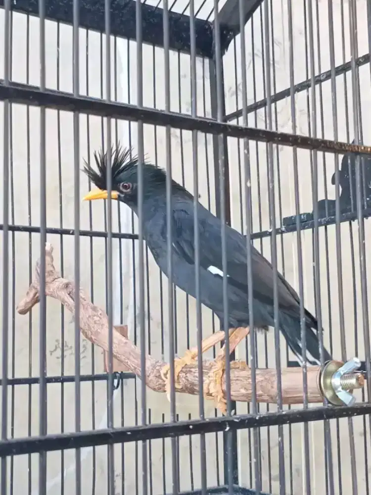 jalak jambul thailand rawatan lama