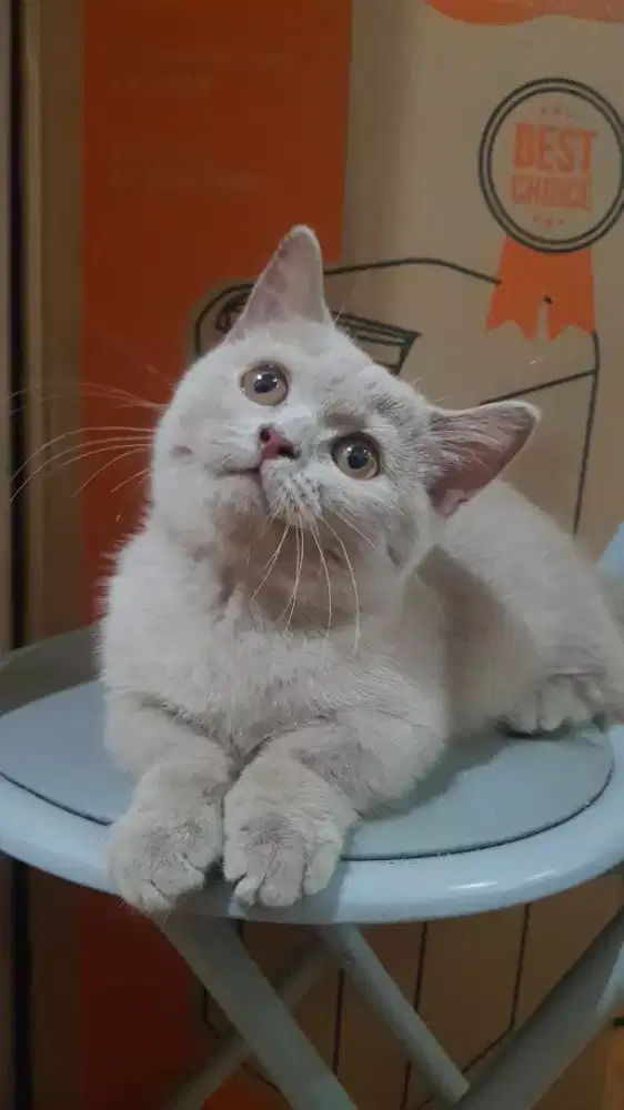 Munchkin BSH lilac