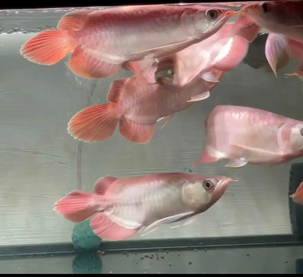Ikan arwana super red short body