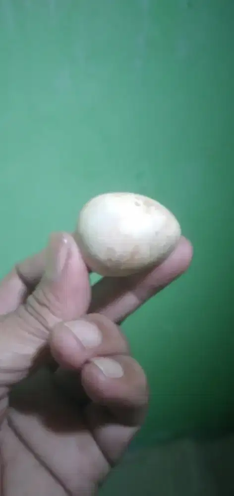 Batu koclak ,bentuk telor ayam jantan